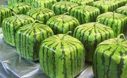 _pasteques-carrees_m.jpg