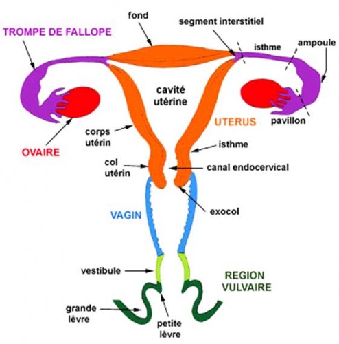 UTERUS.jpg