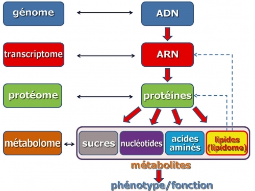 transcriptome-proteome-metabolome.jpg