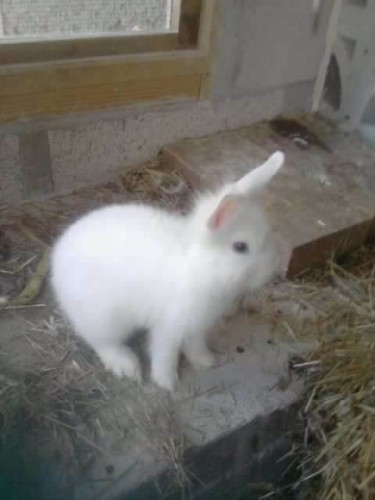 Resize_Lapin_1.jpeg