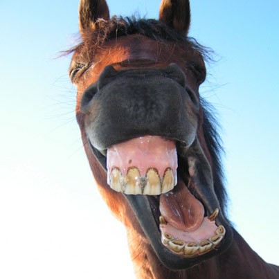 cheval-rire.jpg