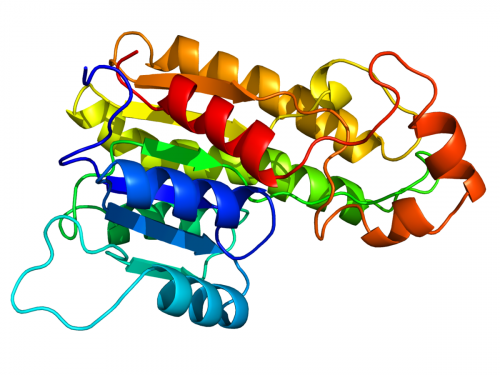 1200px-DHRS7B_homology_model.png