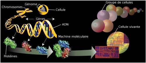 genome.JPG