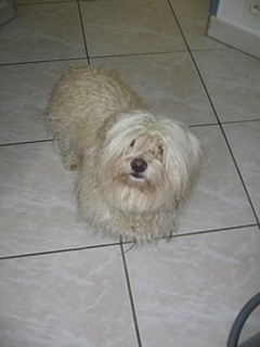 trouvé petit chien blanc,autoroute,chartres,caniche,pils longs,frisés,raides,collier marron,vuitton,pas de tatouage,identification puce,identifié par une puce,gentil,poils qui tombent sur les yeux,trouvé,perdu,j'ai trouvé un chien,j'ai perdu mon chien,spa,fourrière